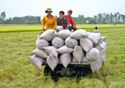Farmers transport harvested rice in Long Xuyen Quadrangular (Photo: SGGP) Farmers transport harvested rice in Long Xuyen Quadrangular (Photo: SGGP)